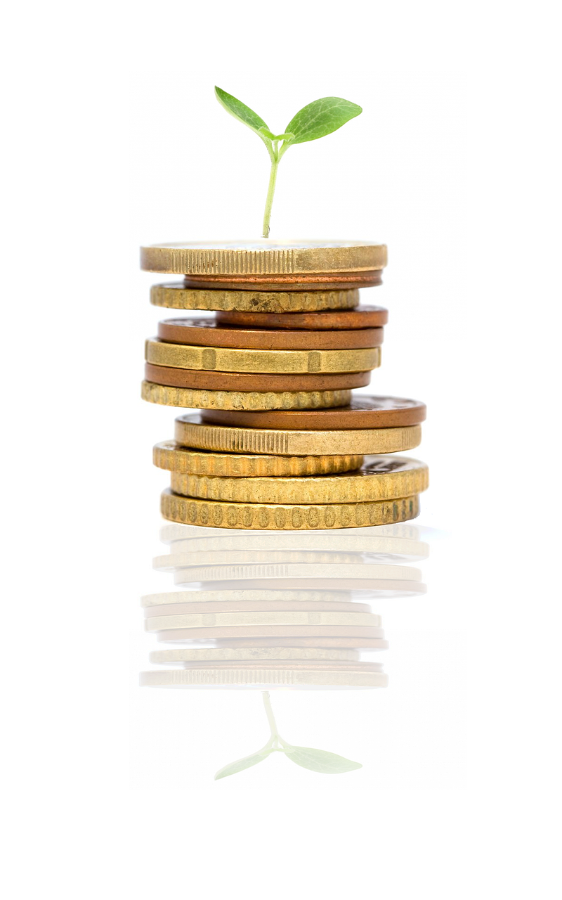 startup, growing, plant, idea, investment, money, sprout, nature, reflection